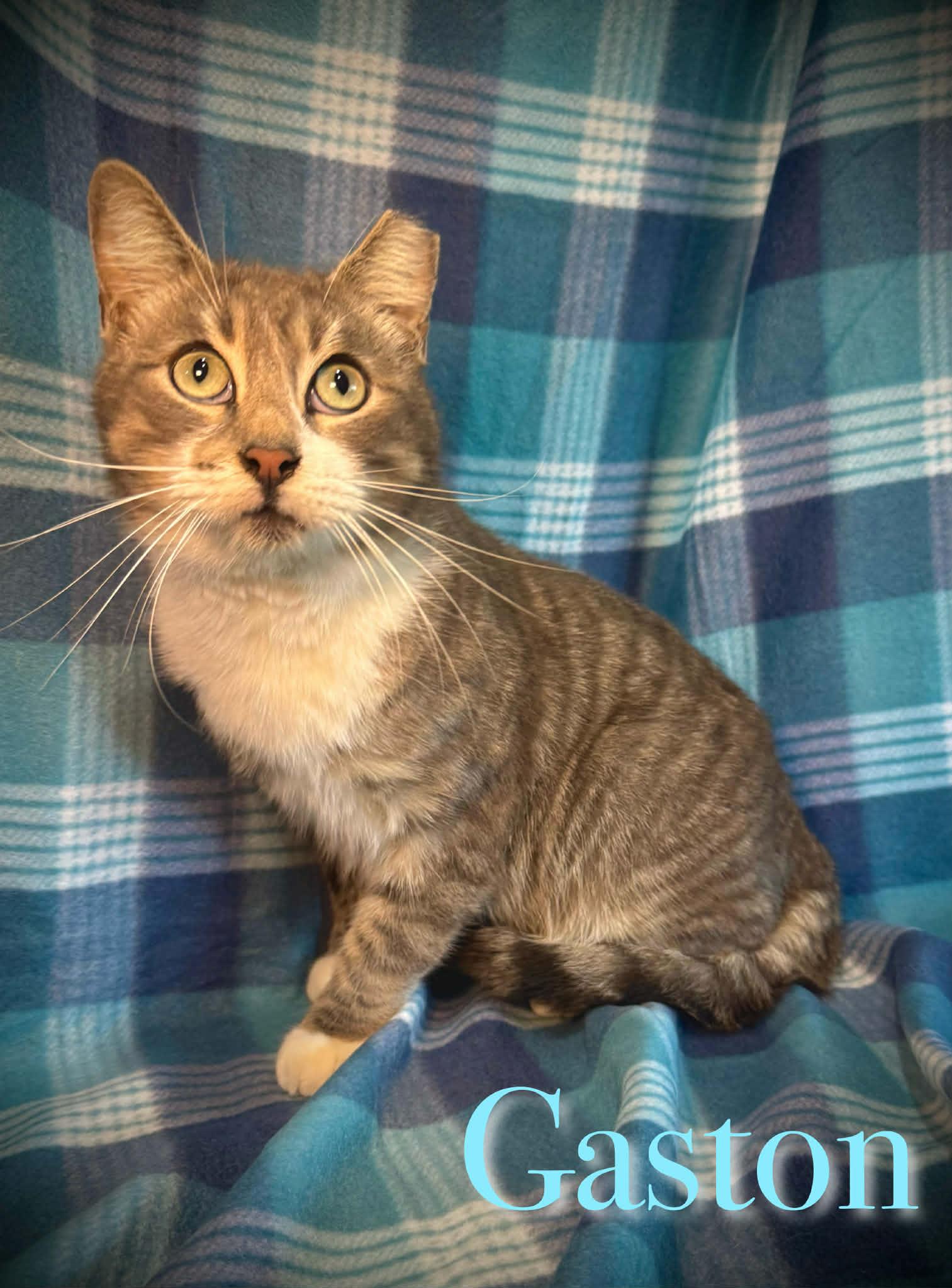 Gaston, Adoptable, Adult Male Tabby & Domestic Short Hair.