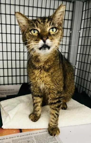 Enlarge Milo, a Adoptable Domestic Short Hair in Bowie, MD image 2/2