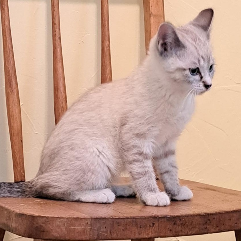 Hansel and Gretel, ADOPTABLE, Kitten Female Domestic Short Hair & Siamese.
