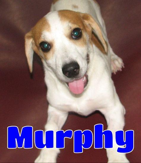 #3782 Murphy, Baby Male unknown