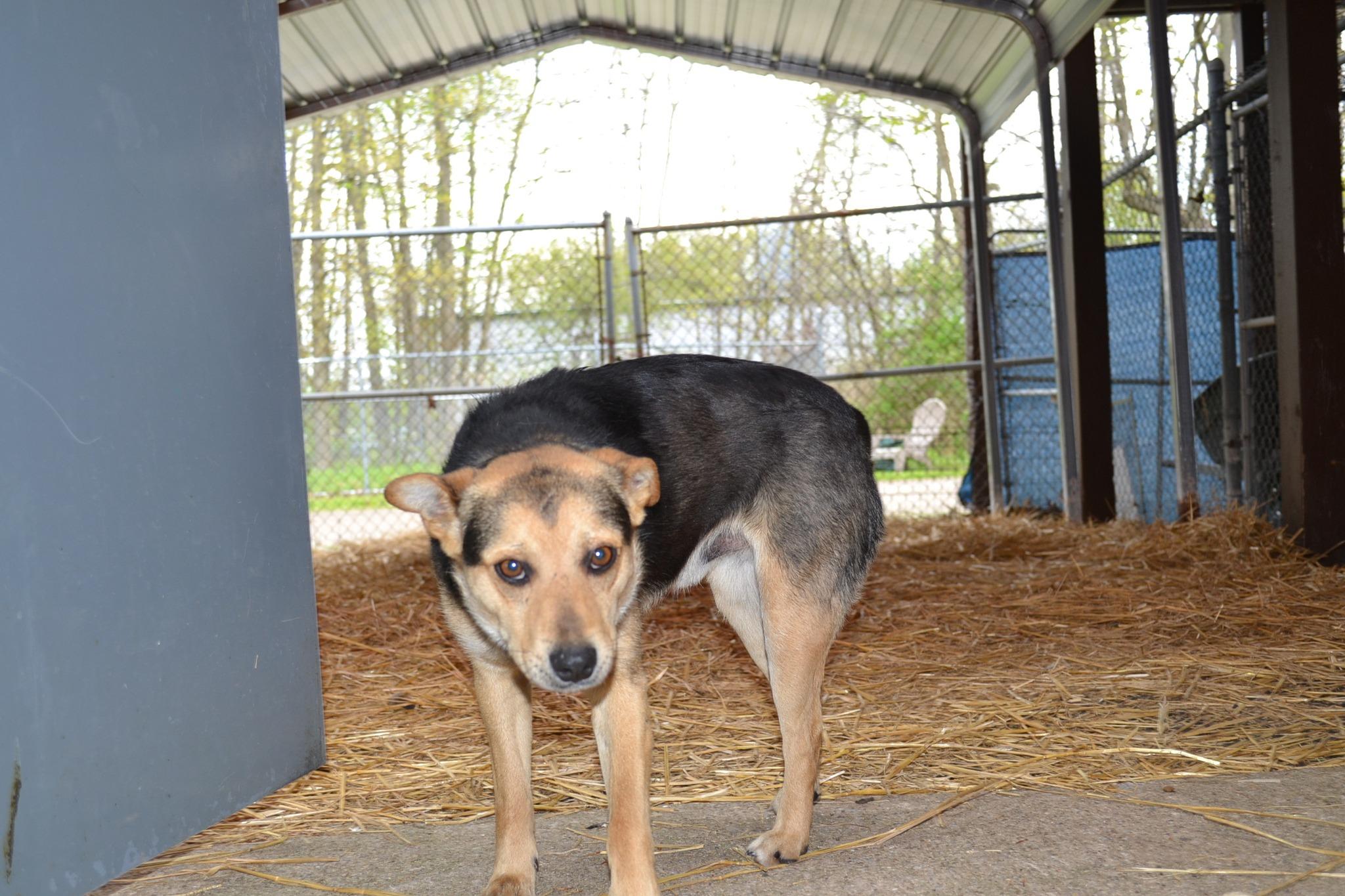 Enlarge Moon Pie, a ADOPTABLE mixed breed in Chardon, OH image 4/5