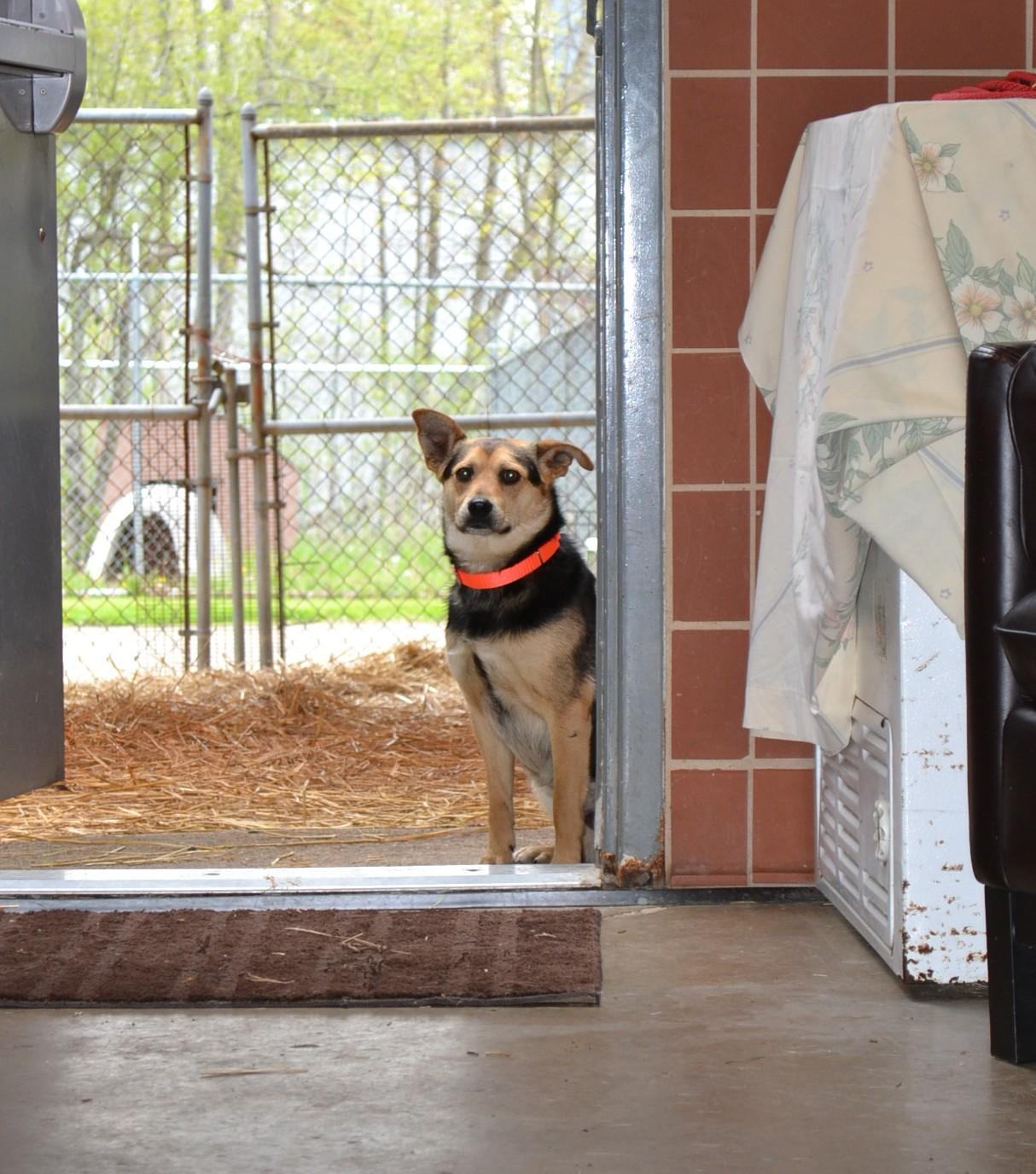 Enlarge Moon Pie, a ADOPTABLE mixed breed in Chardon, OH image 3/5