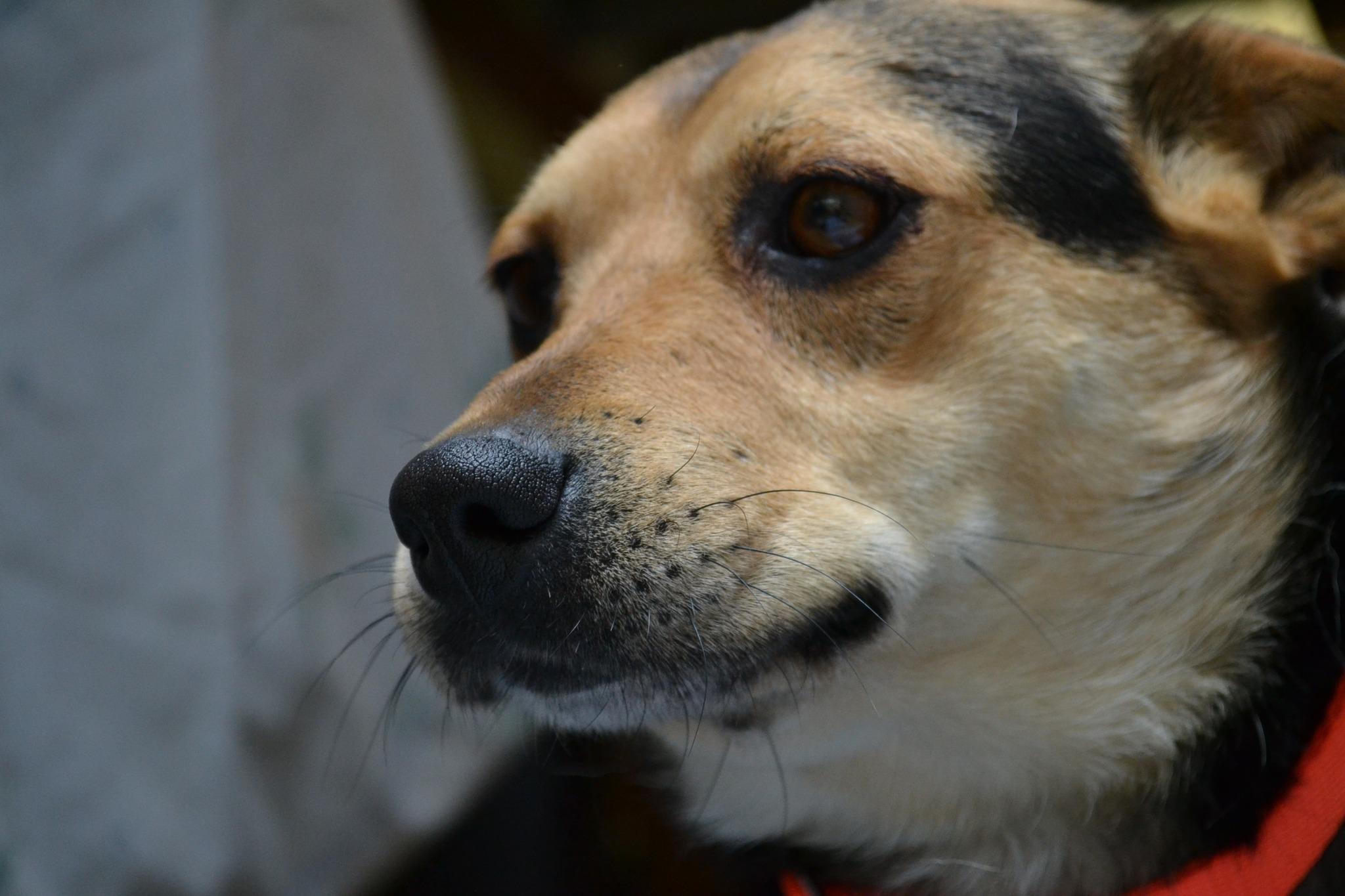 Enlarge Moon Pie, a ADOPTABLE mixed breed in Chardon, OH image 2/5