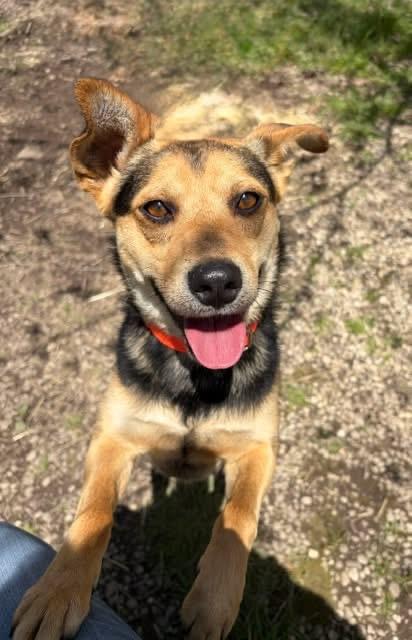 Enlarge Moon Pie, a ADOPTABLE mixed breed in Chardon, OH image 1/5