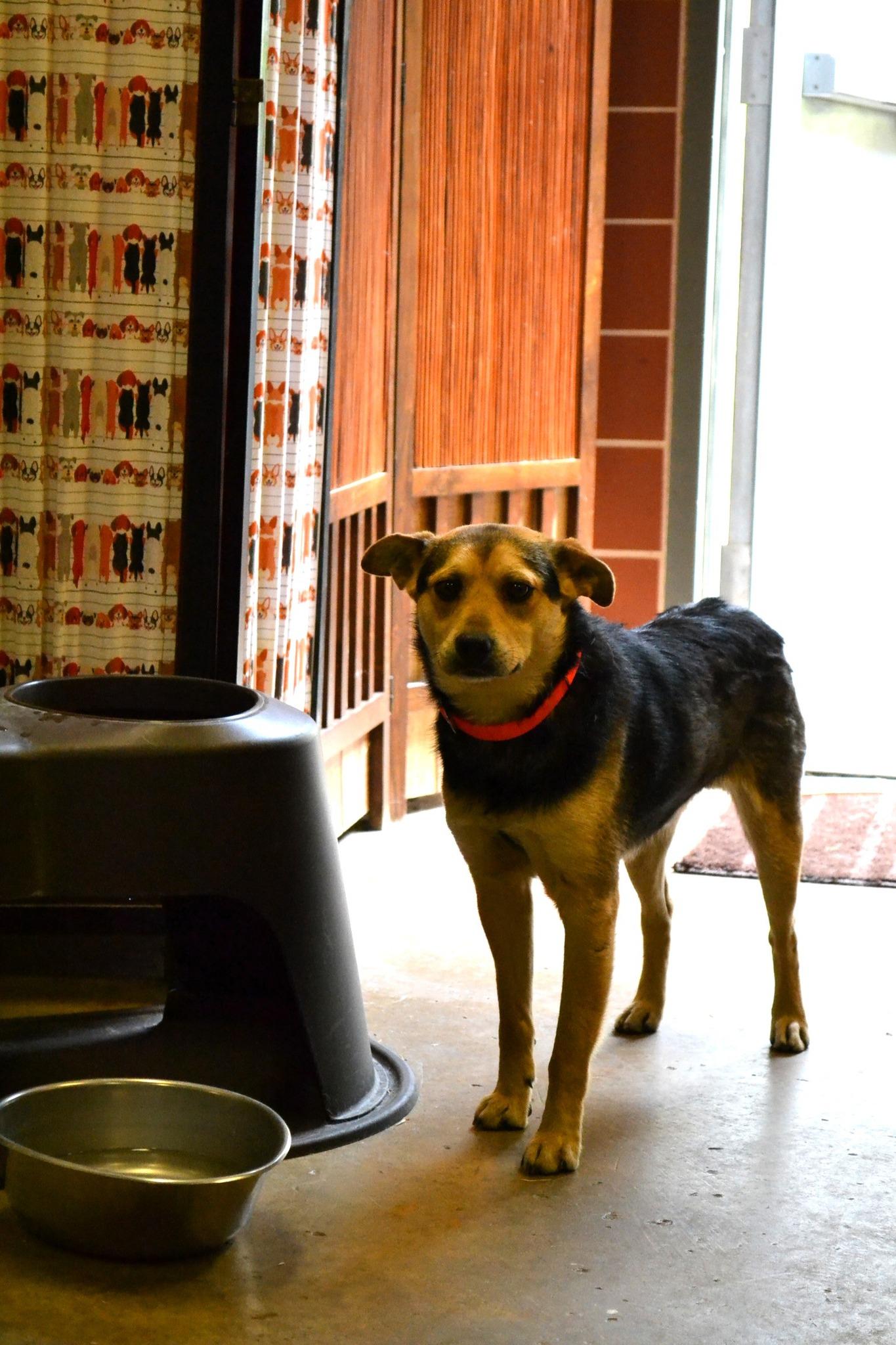 Enlarge Moon Pie, a ADOPTABLE mixed breed in Chardon, OH image 5/5