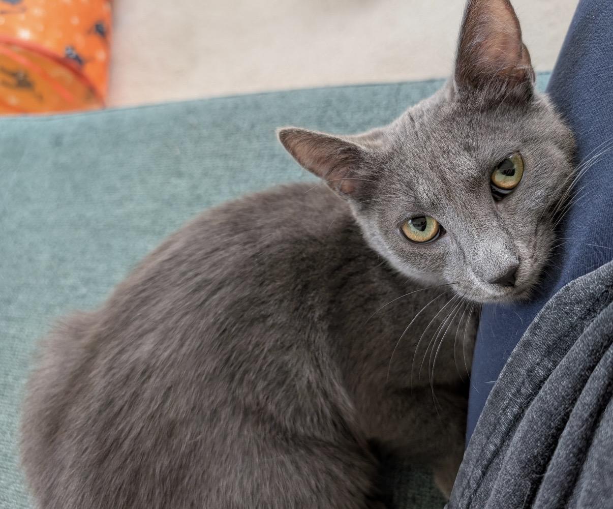 Enlarge Angelina Ballerina, a ADOPTABLE Domestic Short Hair in Alexandria, VA image 3/6