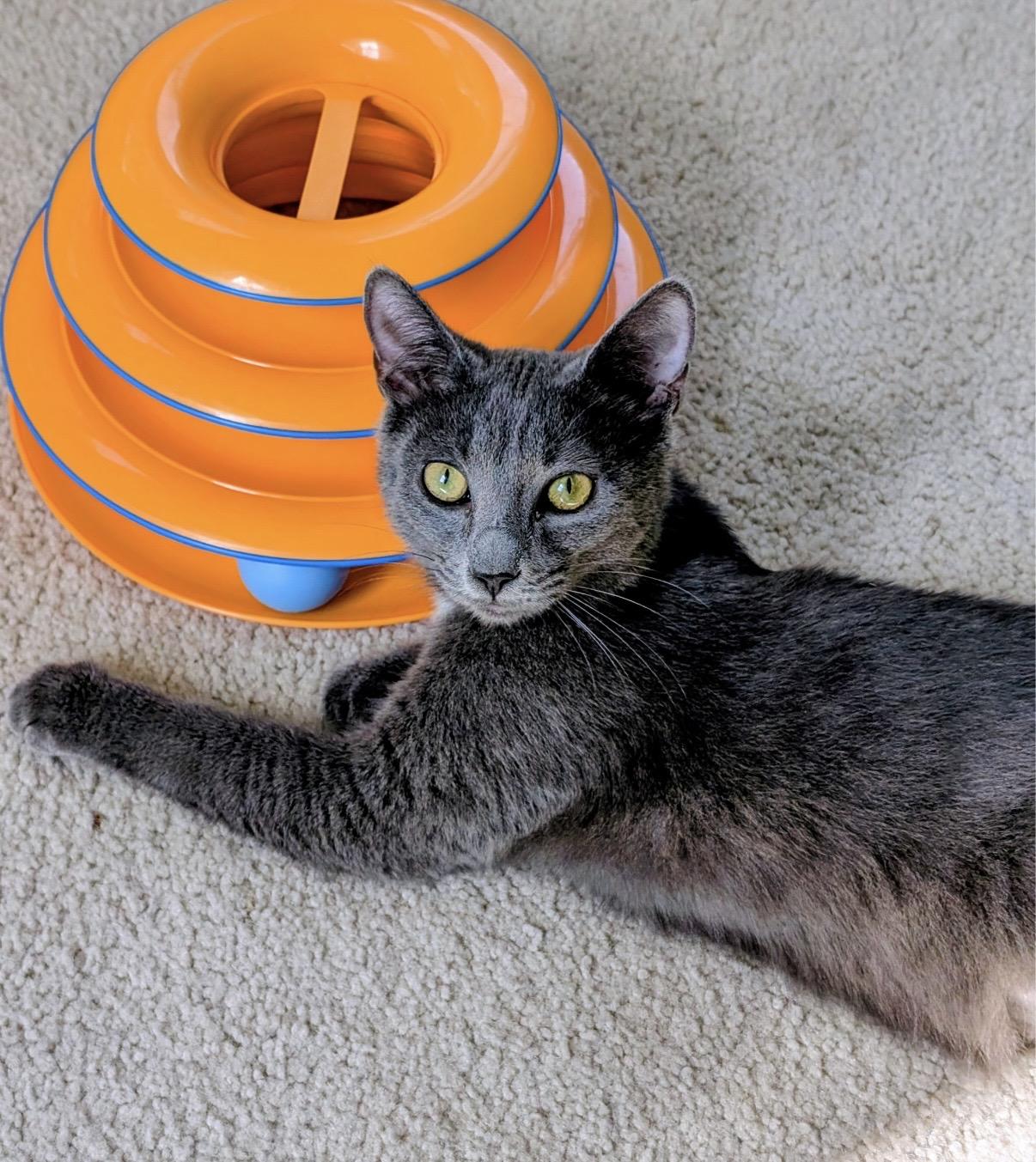 Enlarge Angelina Ballerina, a ADOPTABLE Domestic Short Hair in Alexandria, VA image 6/6