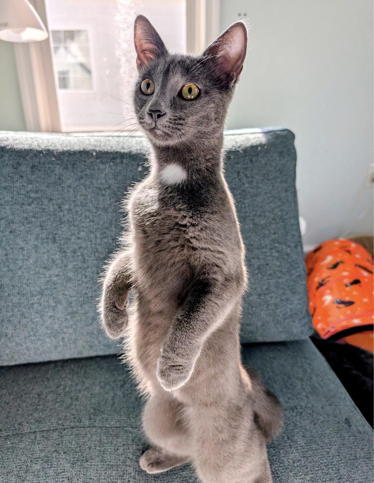 Enlarge Angelina Ballerina, a ADOPTABLE Domestic Short Hair in Alexandria, VA image 4/6