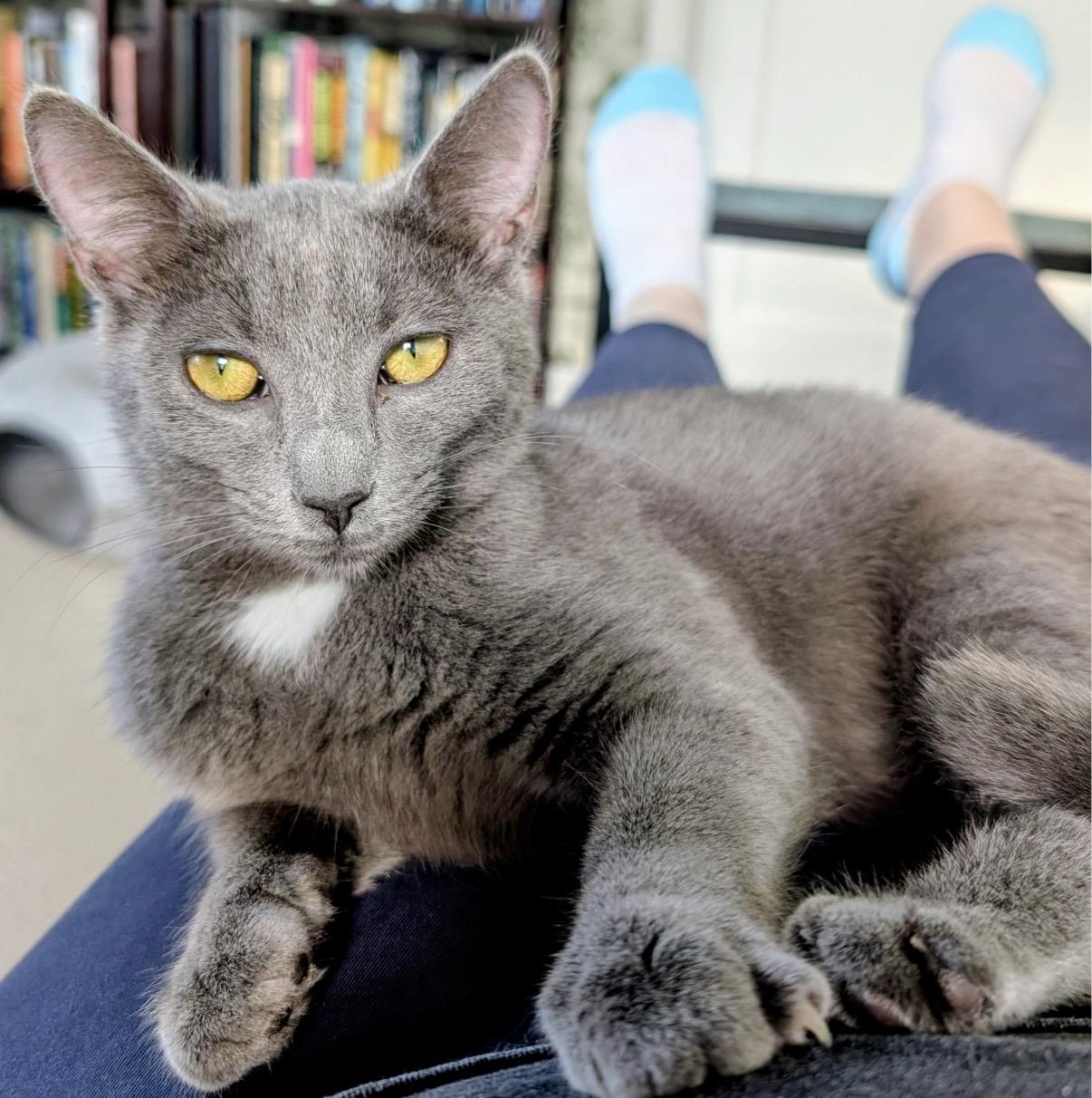 Enlarge Angelina Ballerina, a ADOPTABLE Domestic Short Hair in Alexandria, VA image 5/6