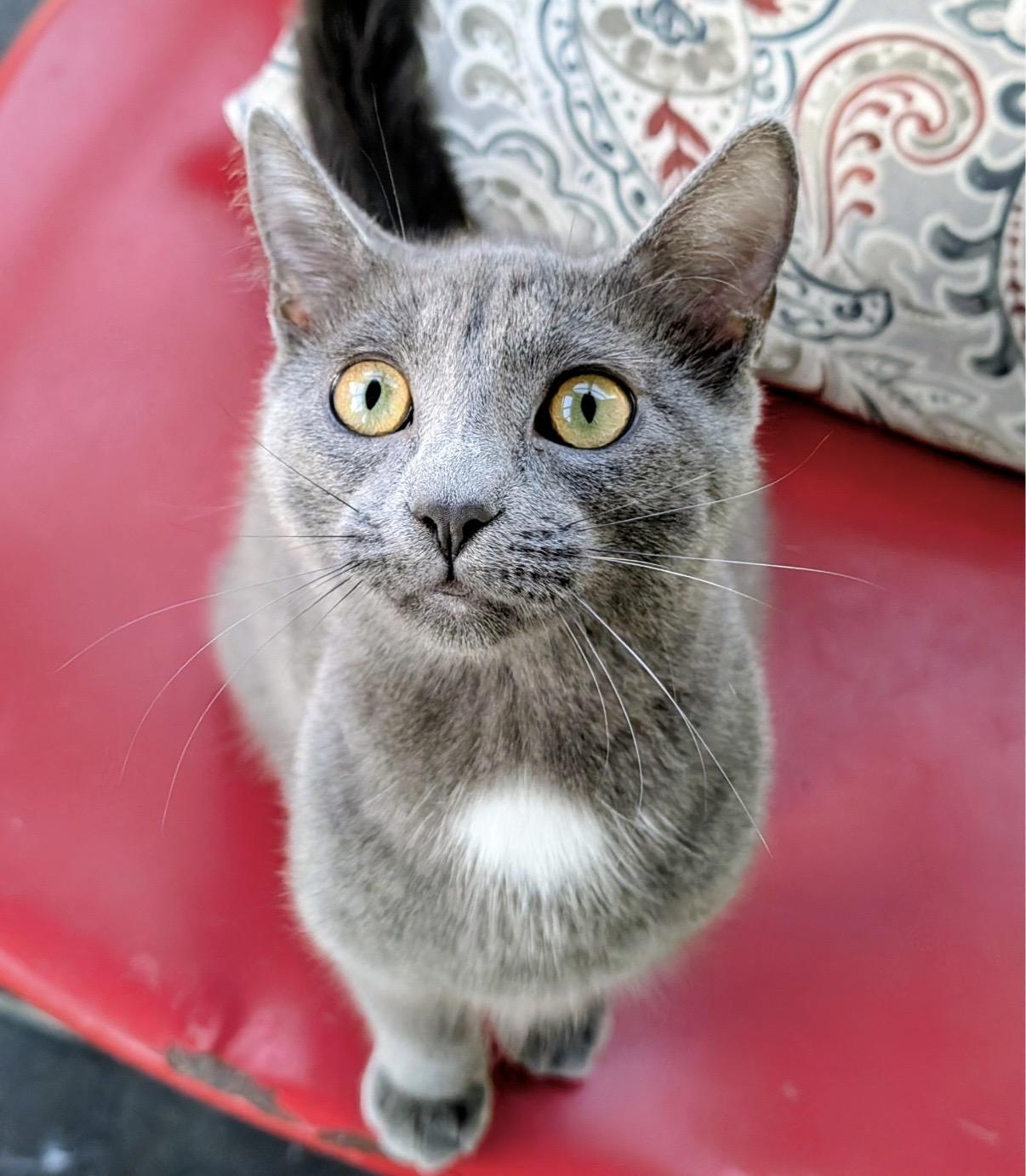 Angelina Ballerina, ADOPTABLE, Kitten Female Domestic Short Hair.
