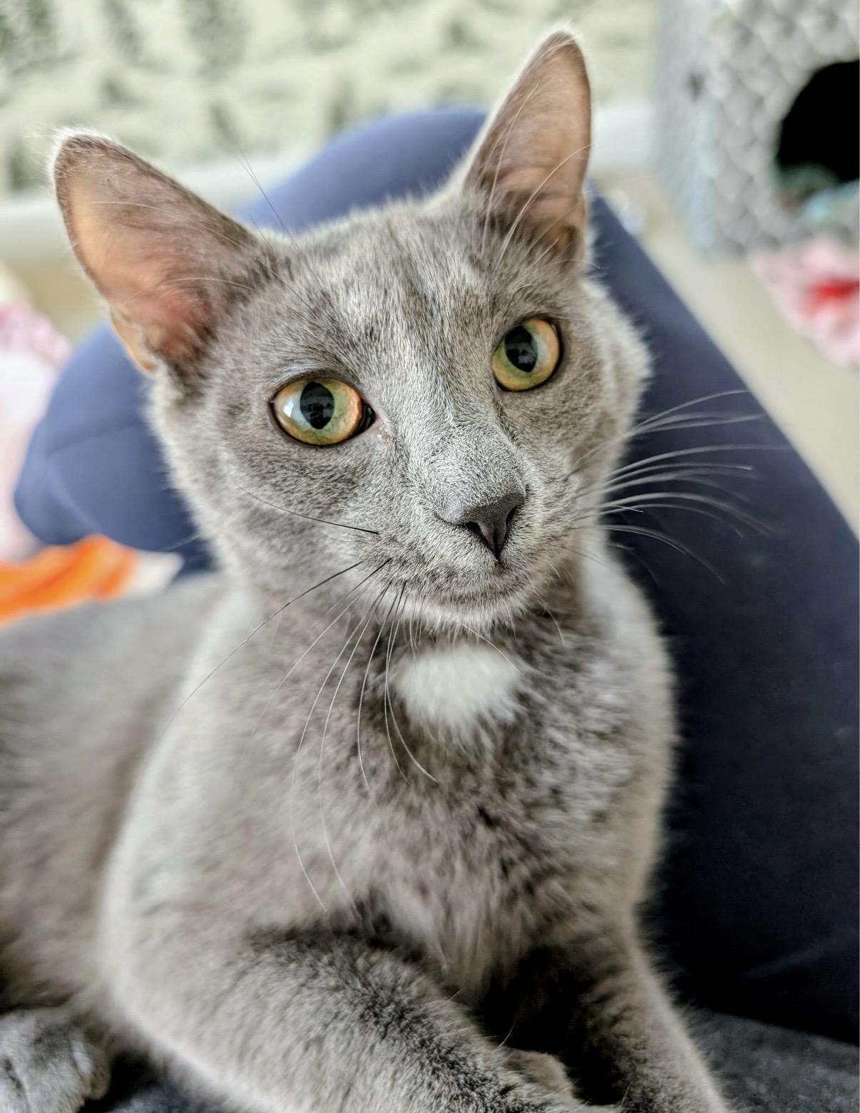 Enlarge Angelina Ballerina, a ADOPTABLE Domestic Short Hair in Alexandria, VA image 2/6