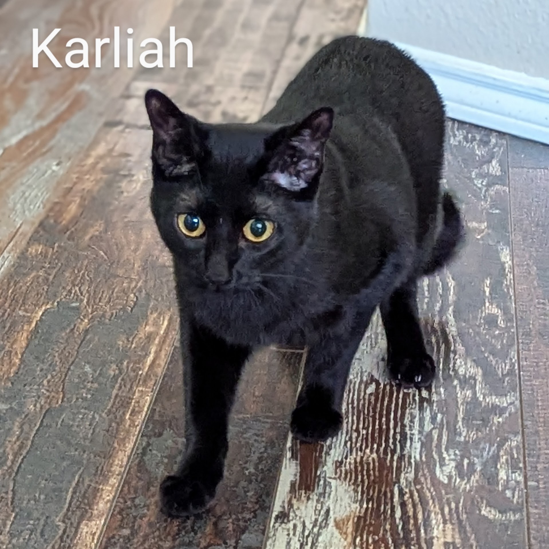Cat for adoption Karliah, a Domestic Short Hair in Justin, TX Petfinder