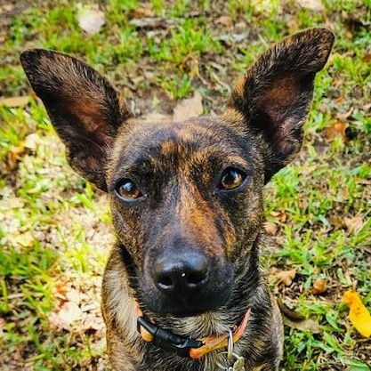 Enlarge Molly, a Adoptable Chiweenie in Brattleboro, VT image 2/6