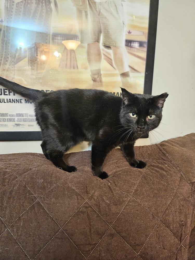 Sonnie, Adoptable, Adult Female Domestic Short Hair.