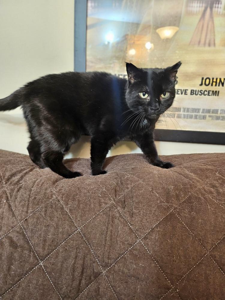 Enlarge Sonnie, a Adoptable Domestic Short Hair in Patchogue, NY image 2/6