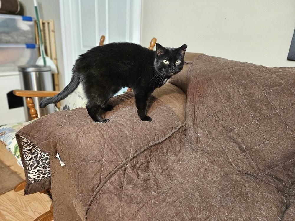 Enlarge Sonnie, a Adoptable Domestic Short Hair in Patchogue, NY image 3/6