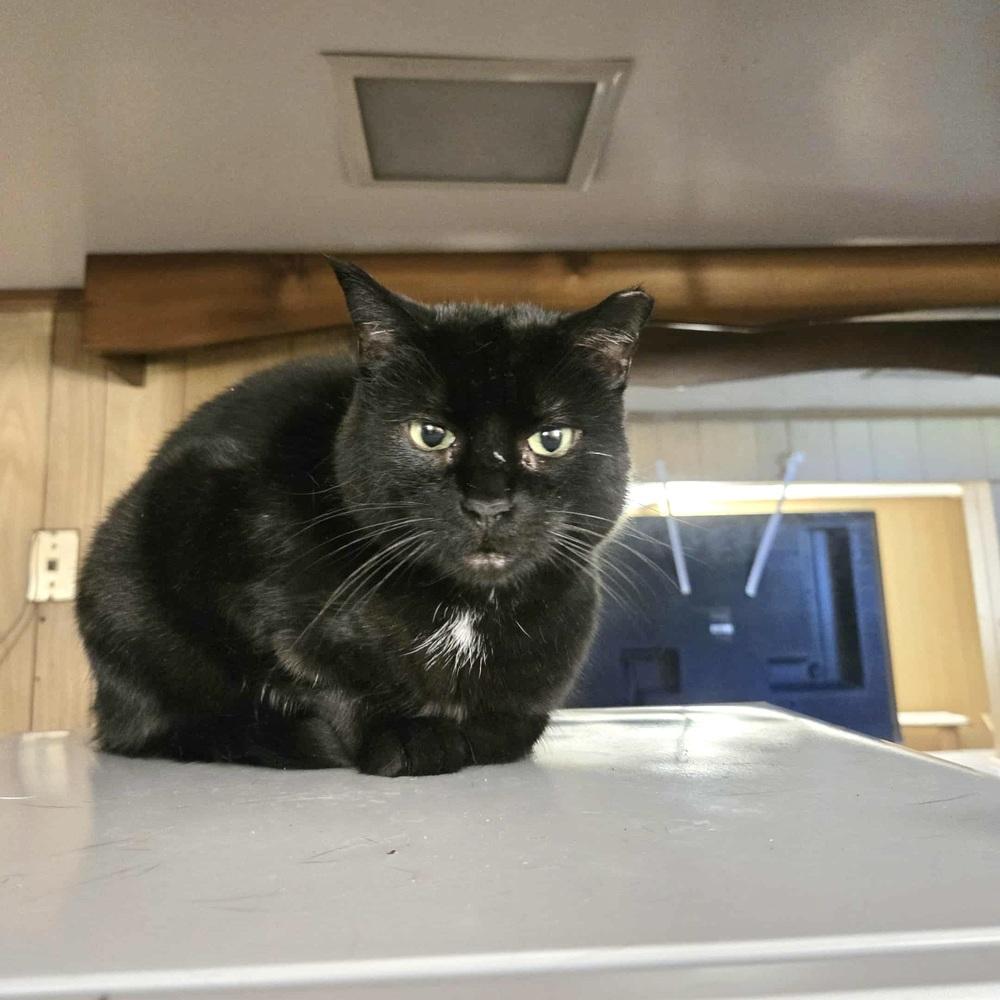 Enlarge Sonnie, a Adoptable Domestic Short Hair in Patchogue, NY image 4/6