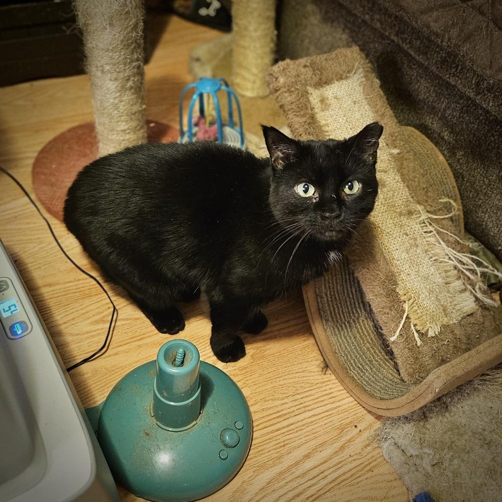 Enlarge Sonnie, a Adoptable Domestic Short Hair in Patchogue, NY image 5/6