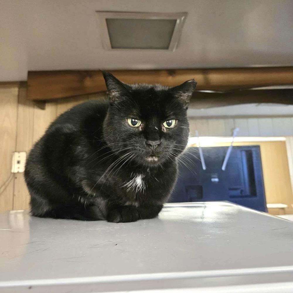 Enlarge Sonnie, a Adoptable Domestic Short Hair in Patchogue, NY image 6/6