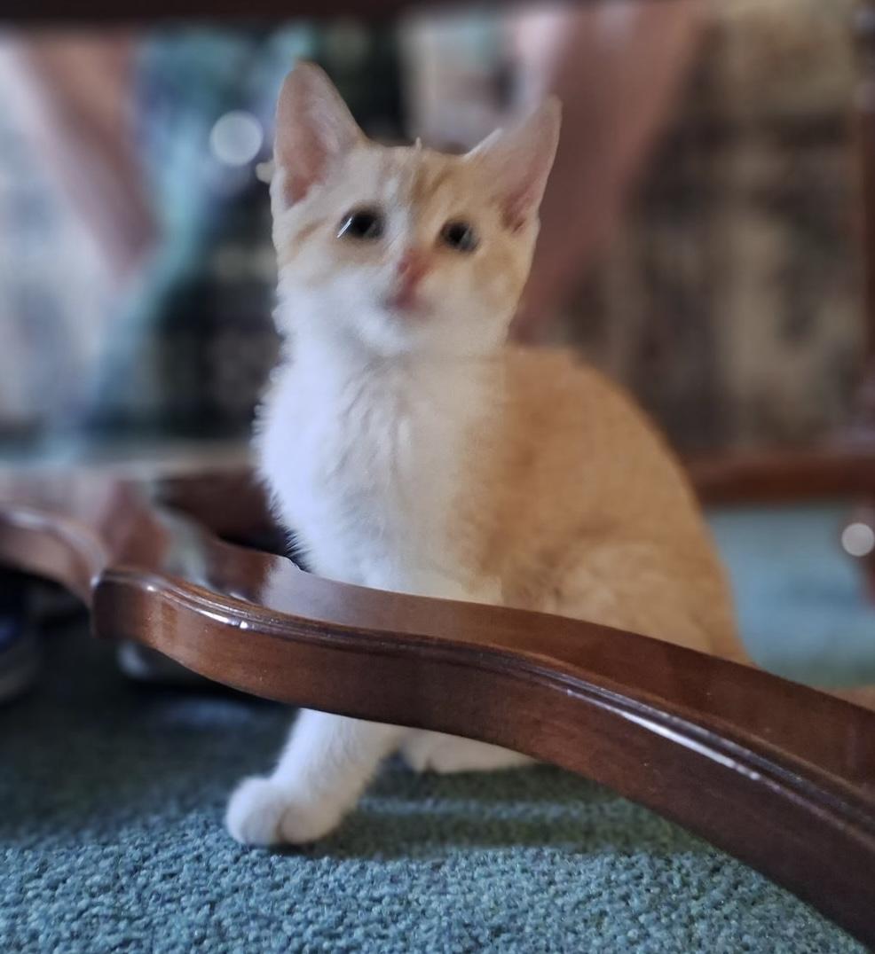Jenny- needs a feline playmate, Adoptable, Kitten Female Domestic Short Hair.