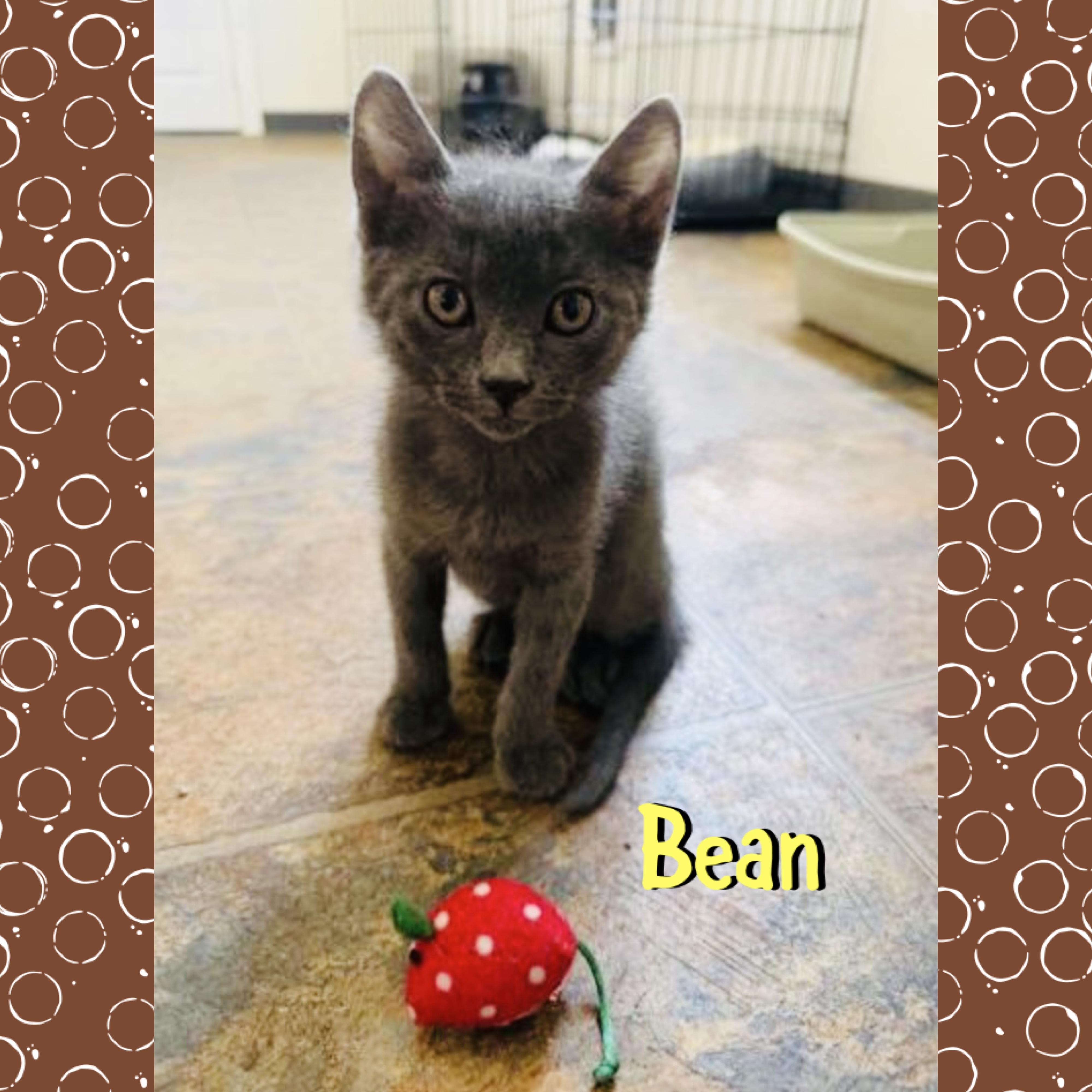 Bean, a ADOPTABLE mixed breed in Red Lodge, MT image 2/3