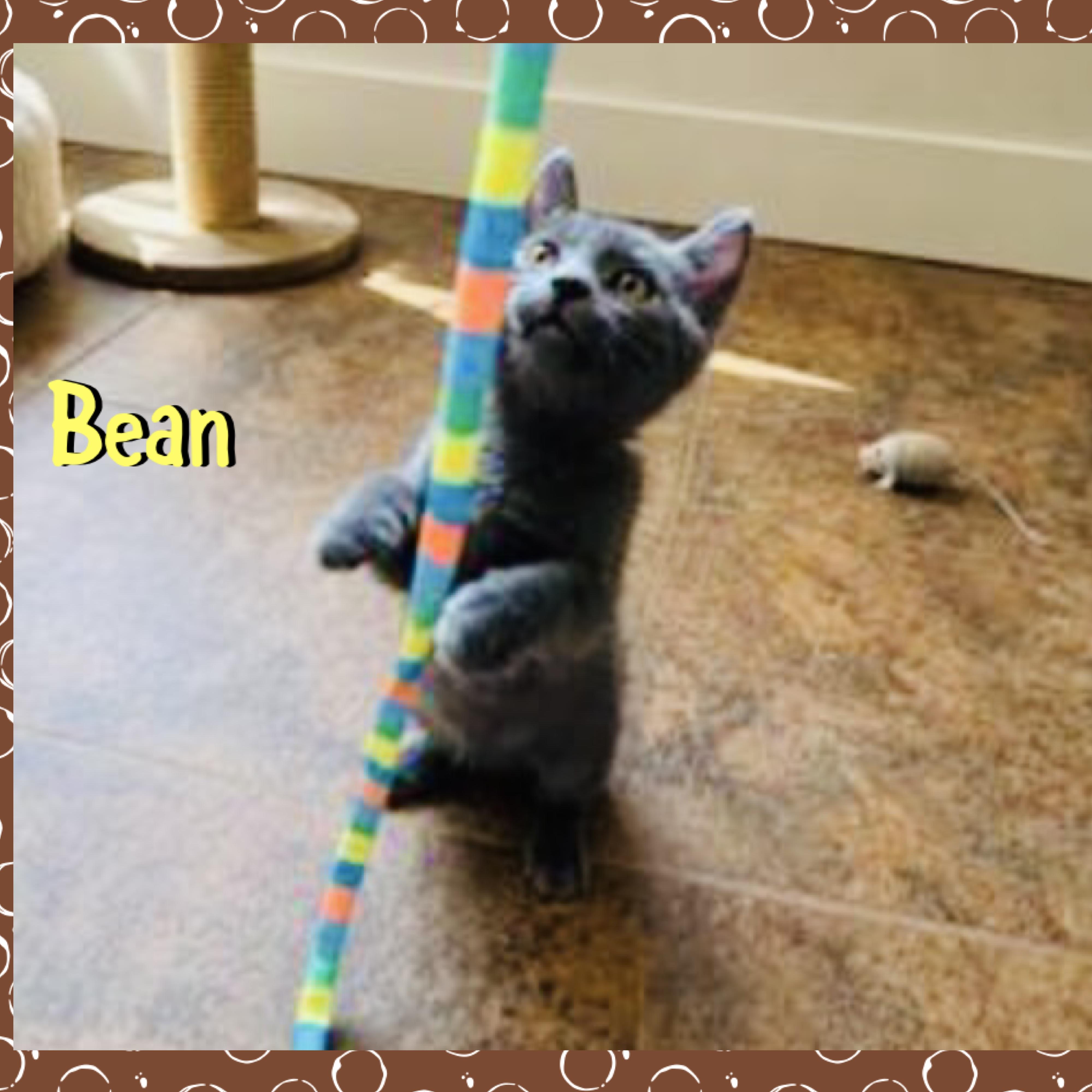 Bean, a ADOPTABLE mixed breed in Red Lodge, MT image 3/3