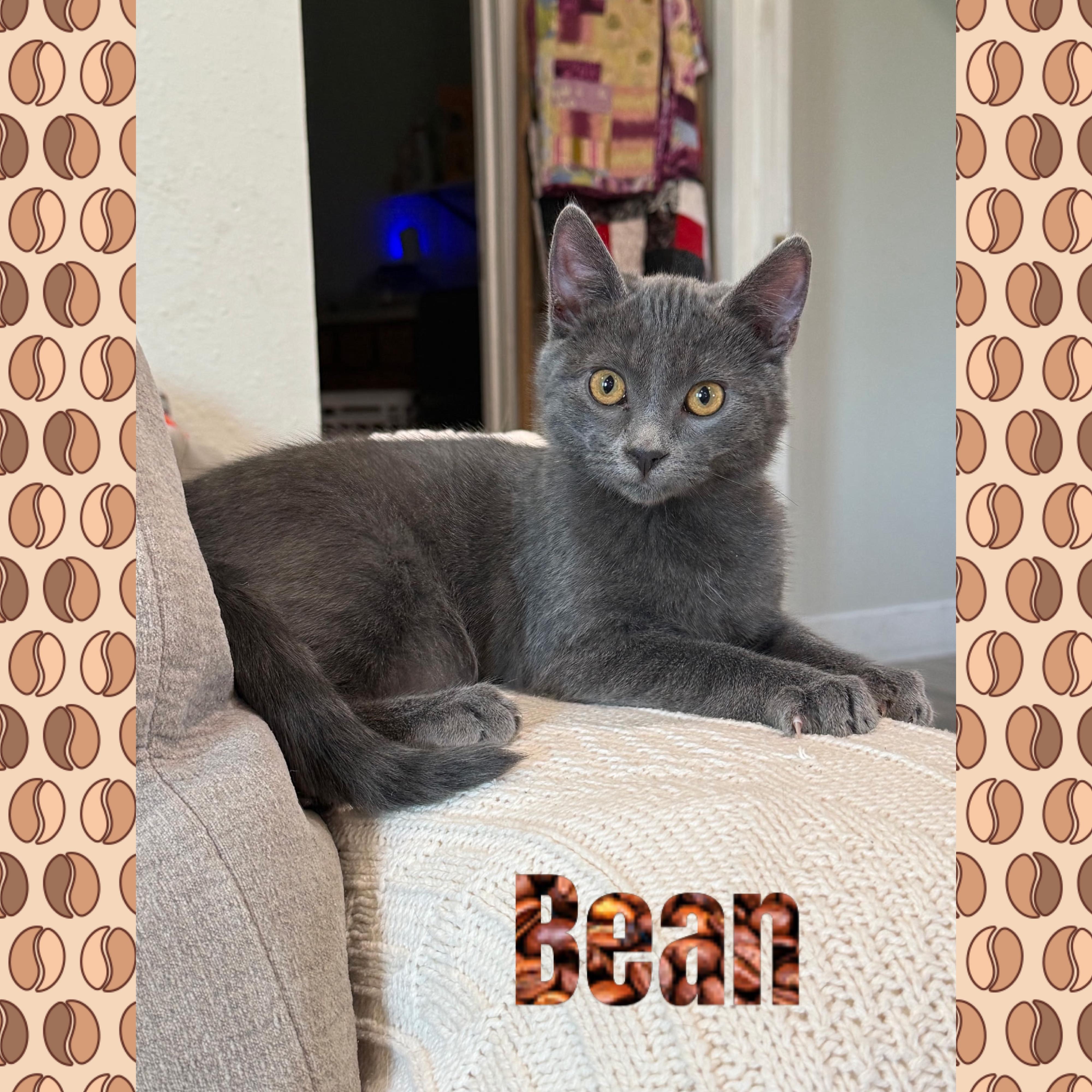 Bean, Adoptable, Kitten Male Domestic Short Hair.
