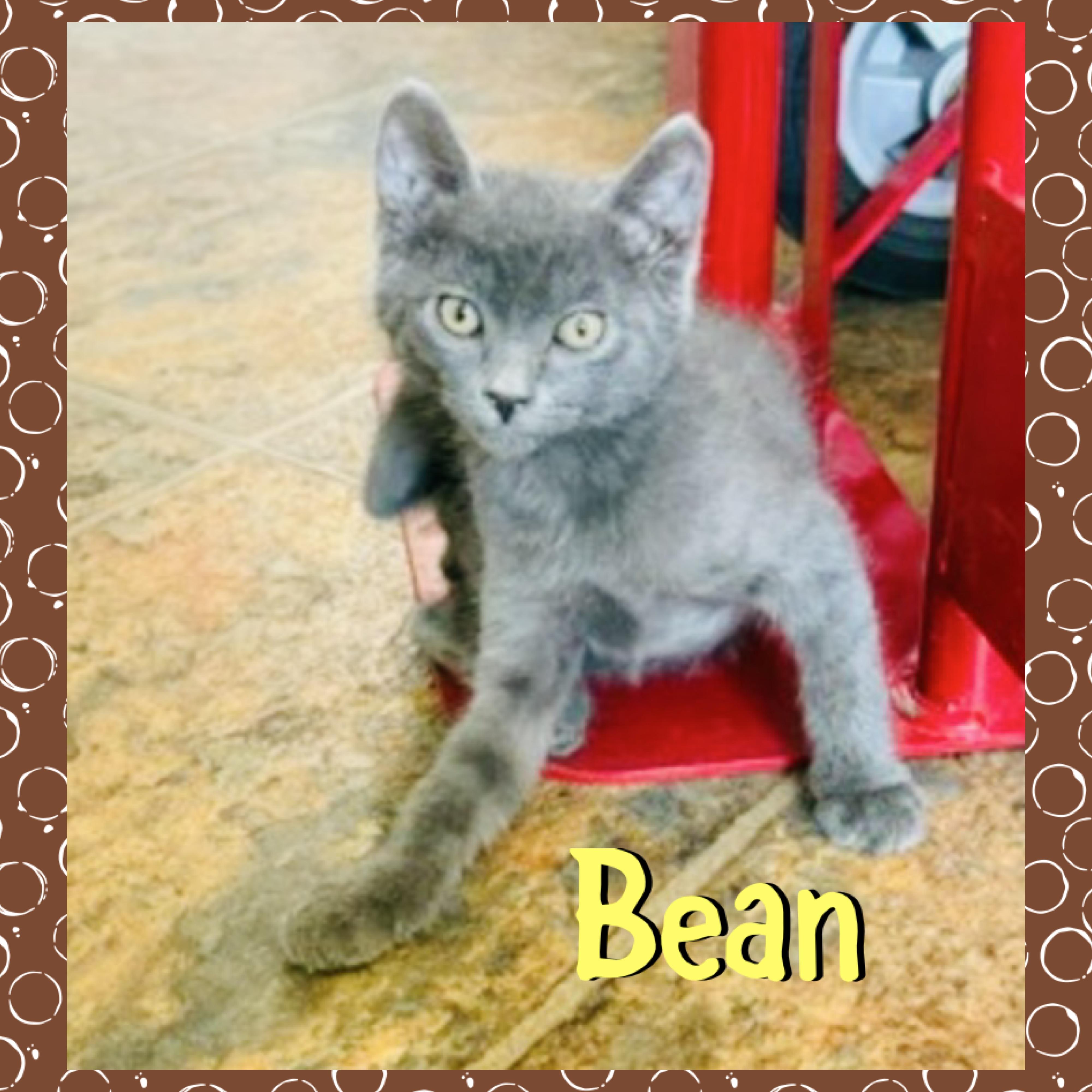 Bean, ADOPTABLE, Kitten Male Domestic Short Hair.