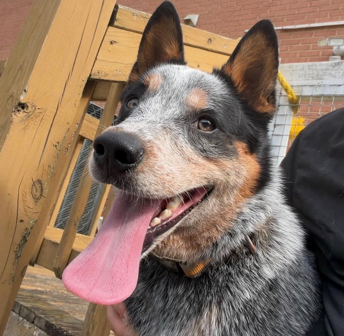 Jasper, a Adoptable Australian Cattle Dog / Blue Heeler in Cedar Bluff, AL image 1/2