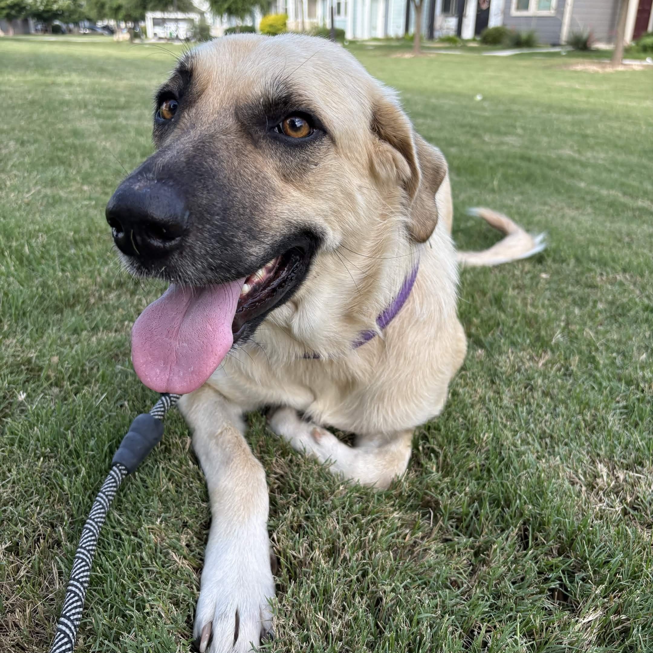Marmalade a/k/a Lady, a Adoptable mixed breed in Portland, OR image 1/5