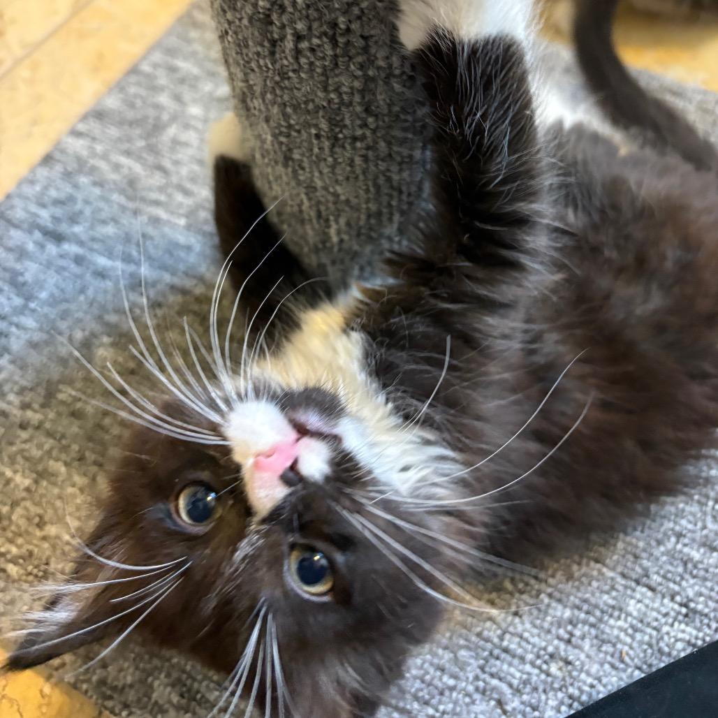 Onyx, Adoptable, Kitten Male Domestic Short Hair.