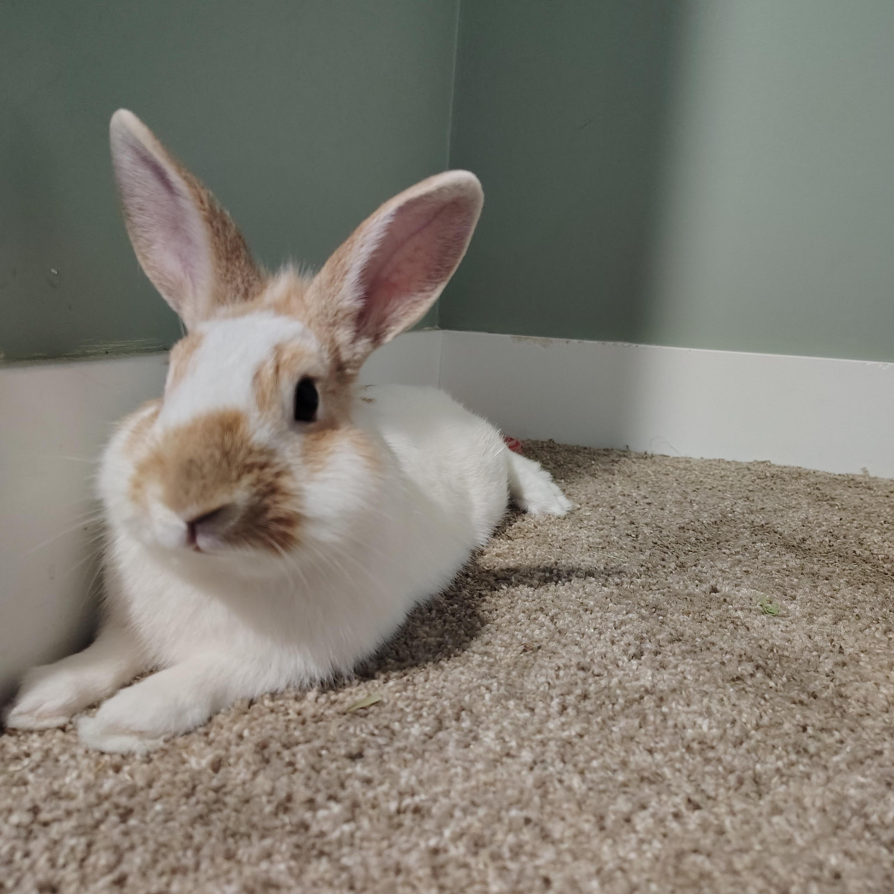 Sprout, ADOPTABLE, Young Male Lionhead.
