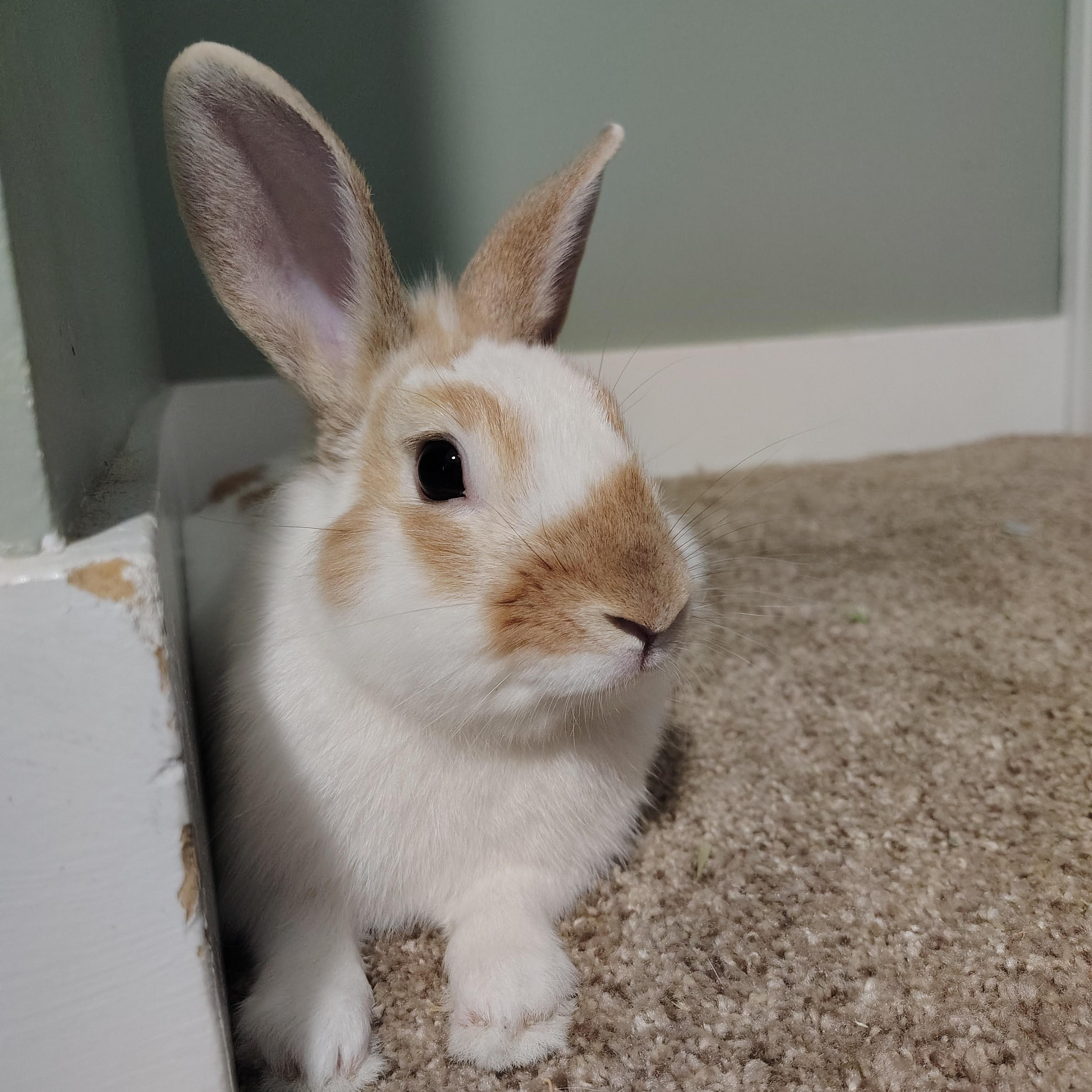 Sprout, a ADOPTABLE mixed breed in Grand Rapids, MI image 2/2