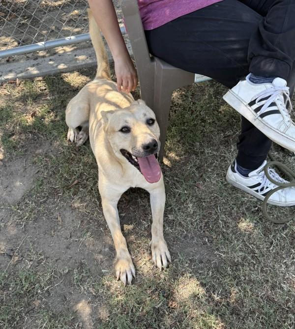 Enlarge Miracle, a Adoptable mixed breed in Tulare, CA image 1/6