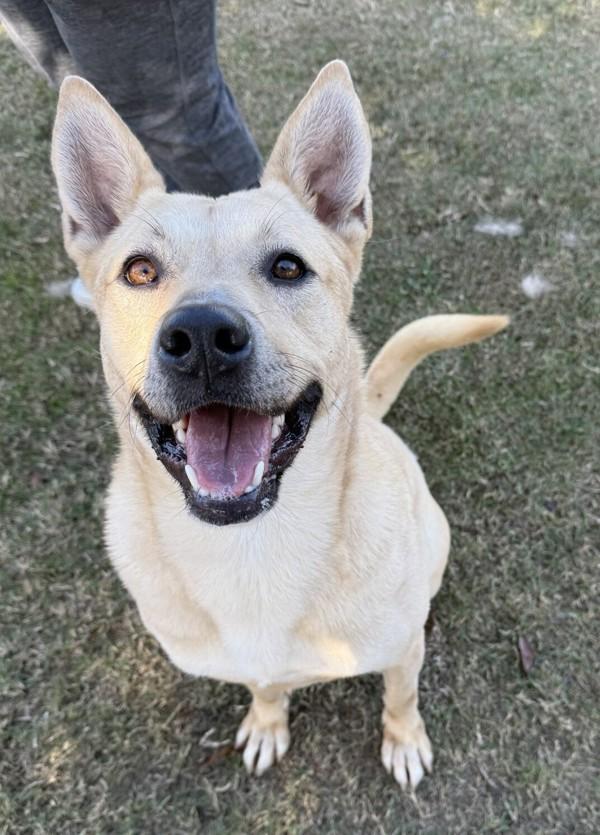 Miracle, a Adoptable mixed breed in Tulare, CA image 1/6