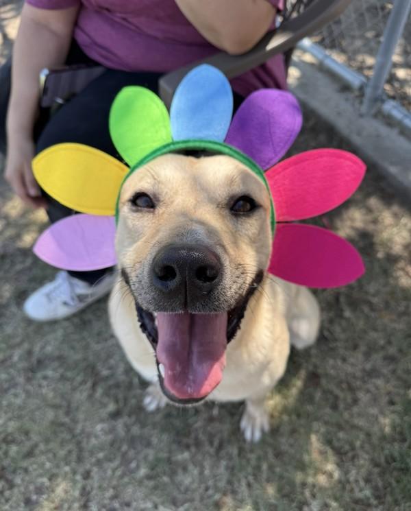 Enlarge Miracle, a Adoptable mixed breed in Tulare, CA image 3/6