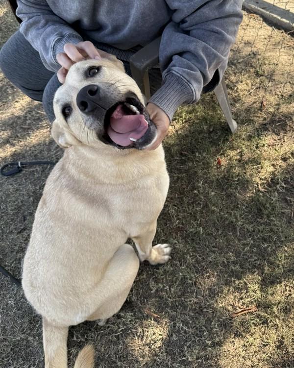 Enlarge Miracle, a Adoptable mixed breed in Tulare, CA image 4/6
