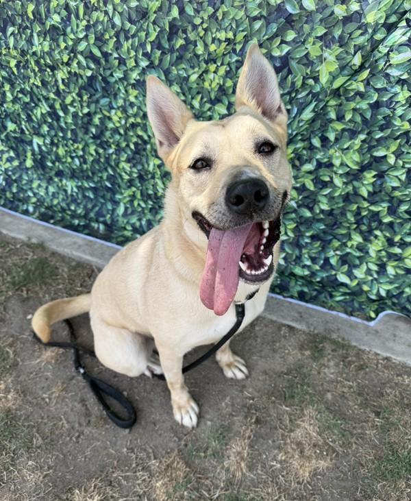 Miracle, a Adoptable mixed breed in Tulare, CA image 5/6