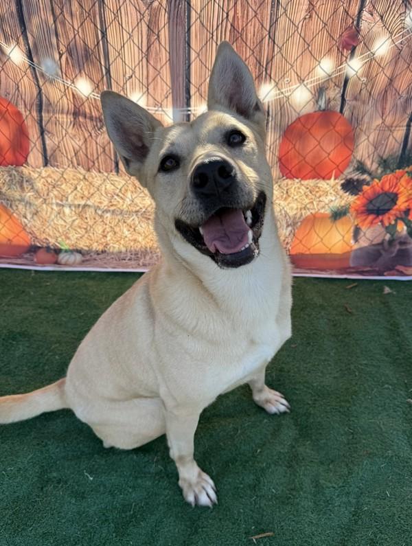 Miracle, a Adoptable mixed breed in Tulare, CA image 6/6