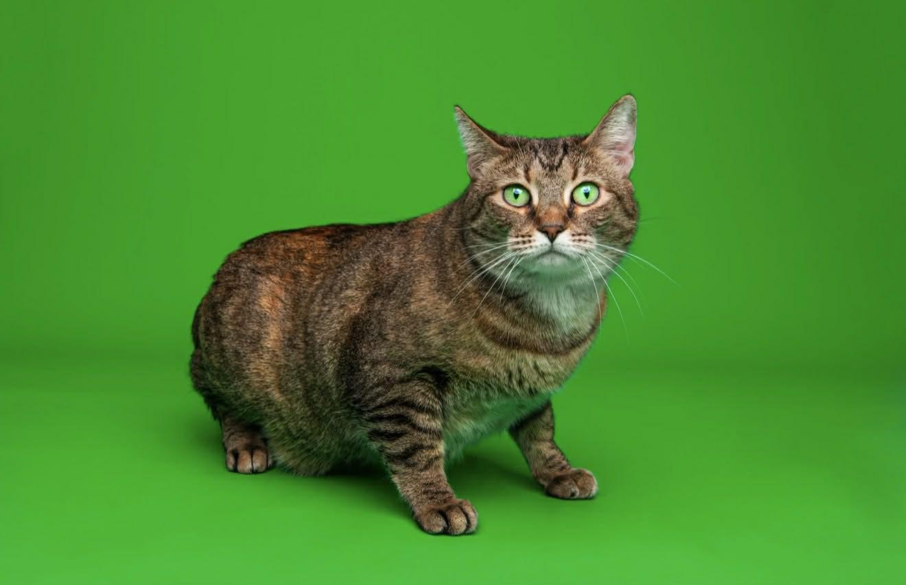 Enlarge Mae, a Adoptable Domestic Short Hair in Woodmere, NY image 4/6