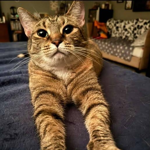 Enlarge Mae, a Adoptable Domestic Short Hair in Woodmere, NY image 3/6