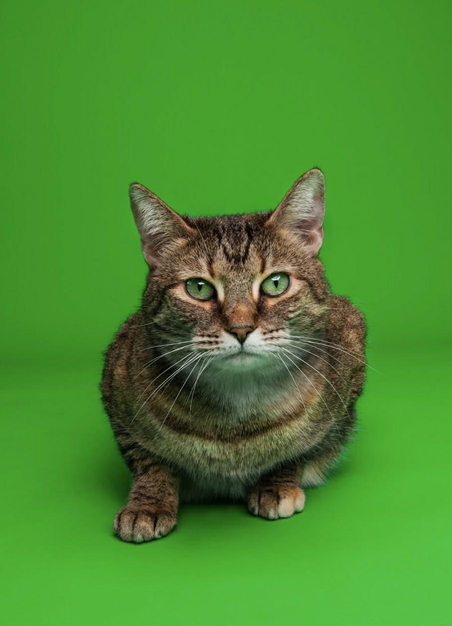 Mae, Adoptable, Adult Female Domestic Short Hair.