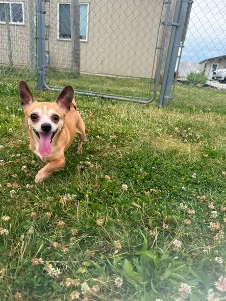Enlarge Lokie, a Adoptable mixed breed in Rensselaer, IN image 1/1