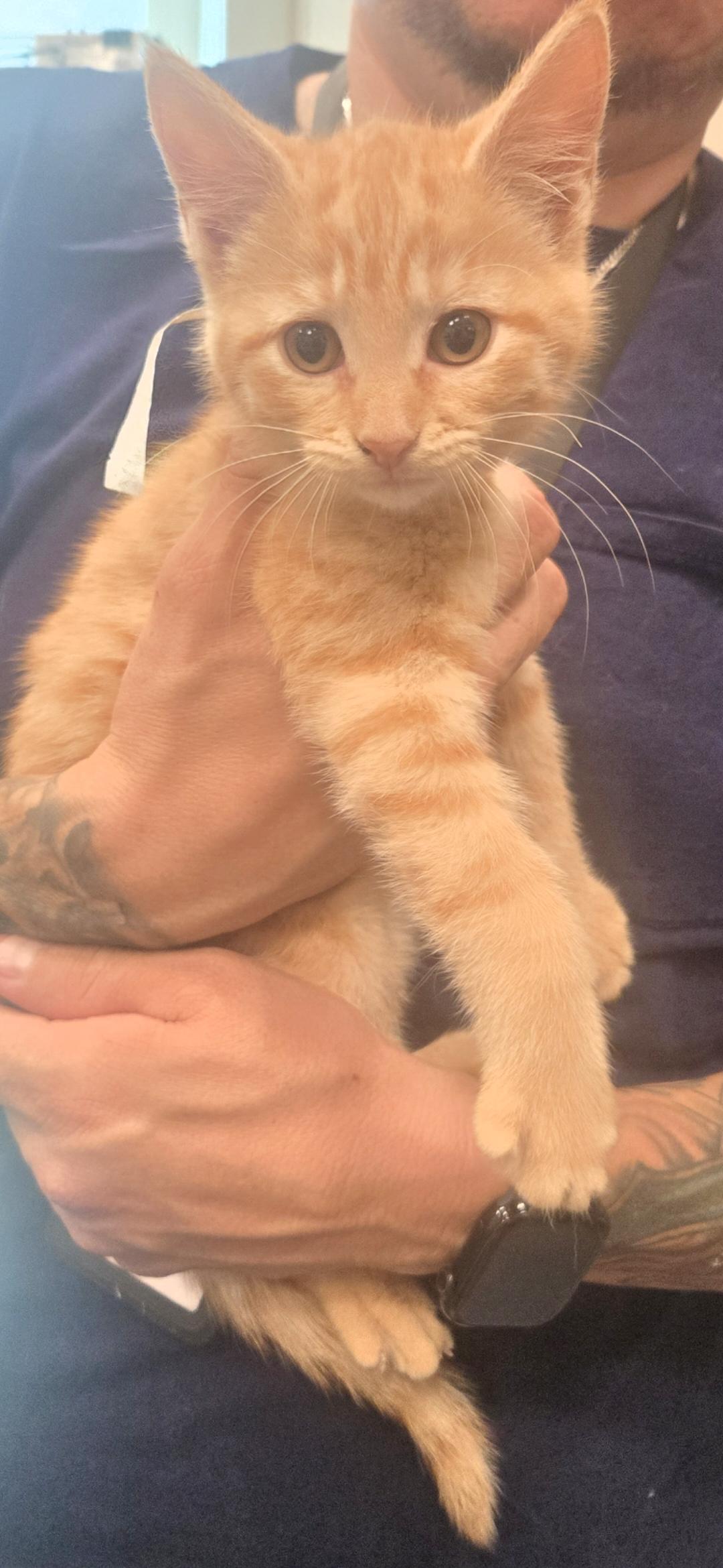 Enlarge Teno, an adopted Domestic Short Hair in Joliet, IL image 1/1