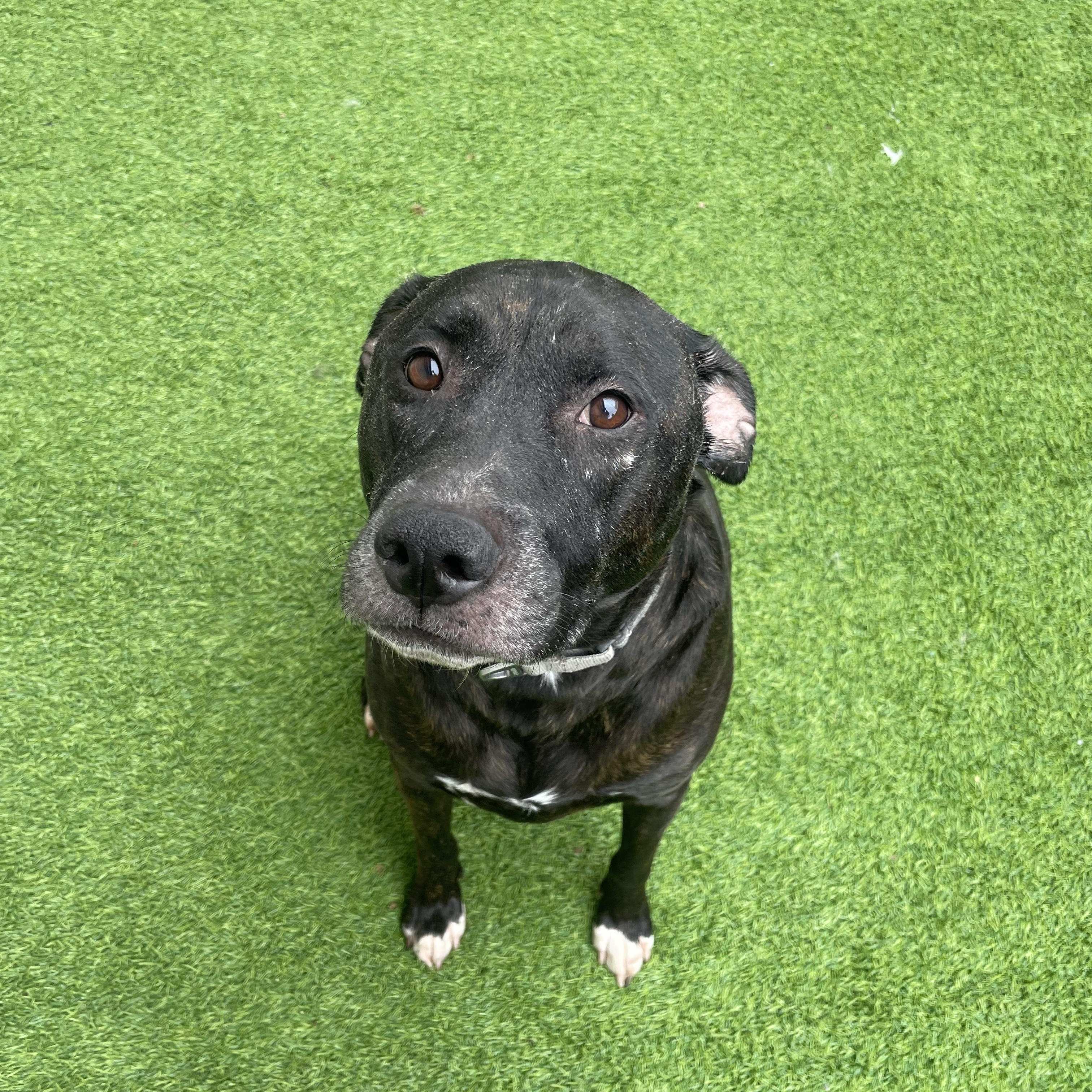 Ralphie, Adoptable, Adult Male Pit Bull Terrier.