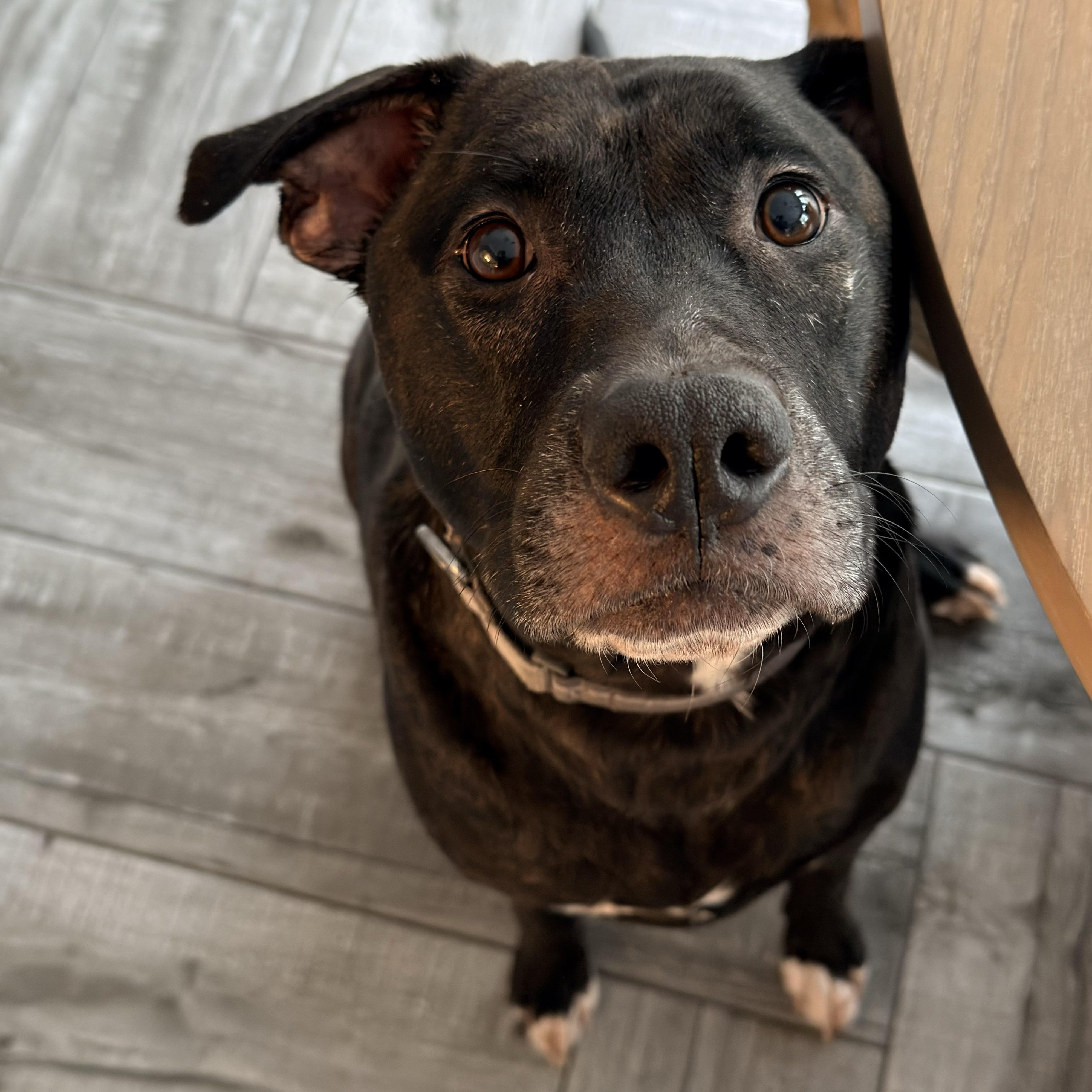 Ralphie, a Adoptable Pit Bull Terrier in Henderson, NV image 2/3