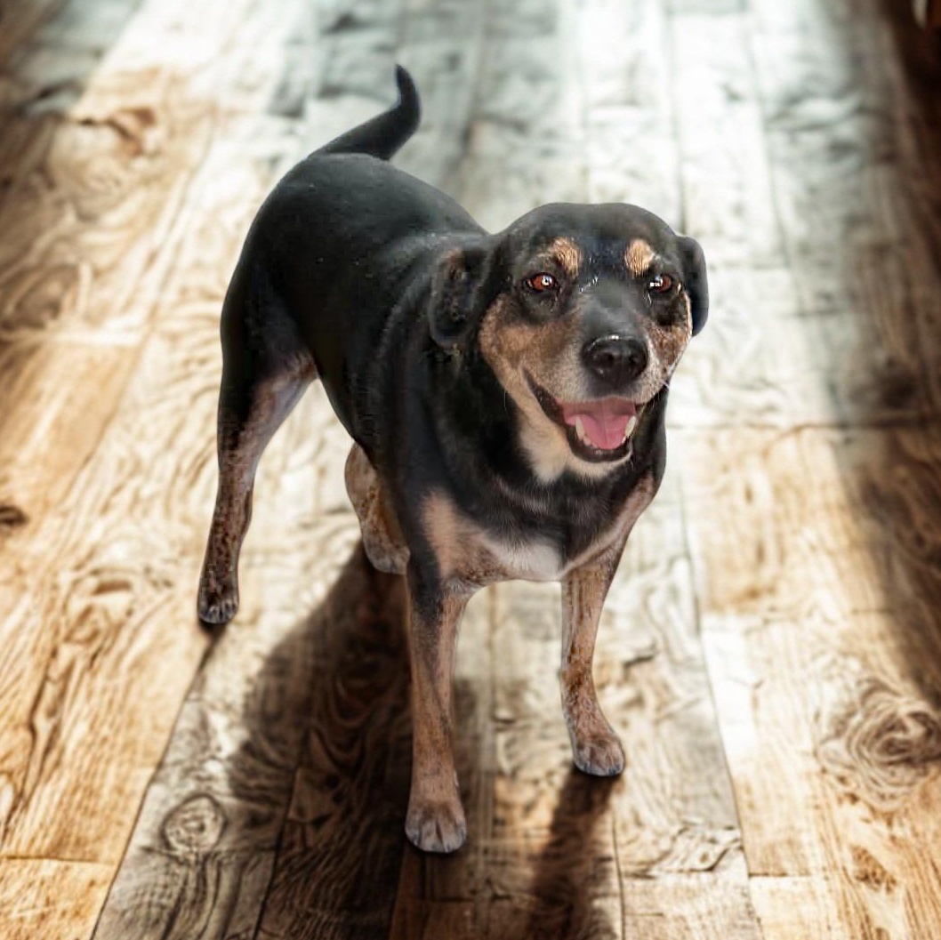 Thalia, a ADOPTABLE mixed breed in San Diego, CA image 2/3