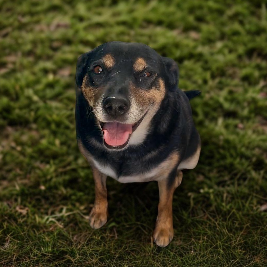 Thalia, a ADOPTABLE mixed breed in San Diego, CA image 3/3