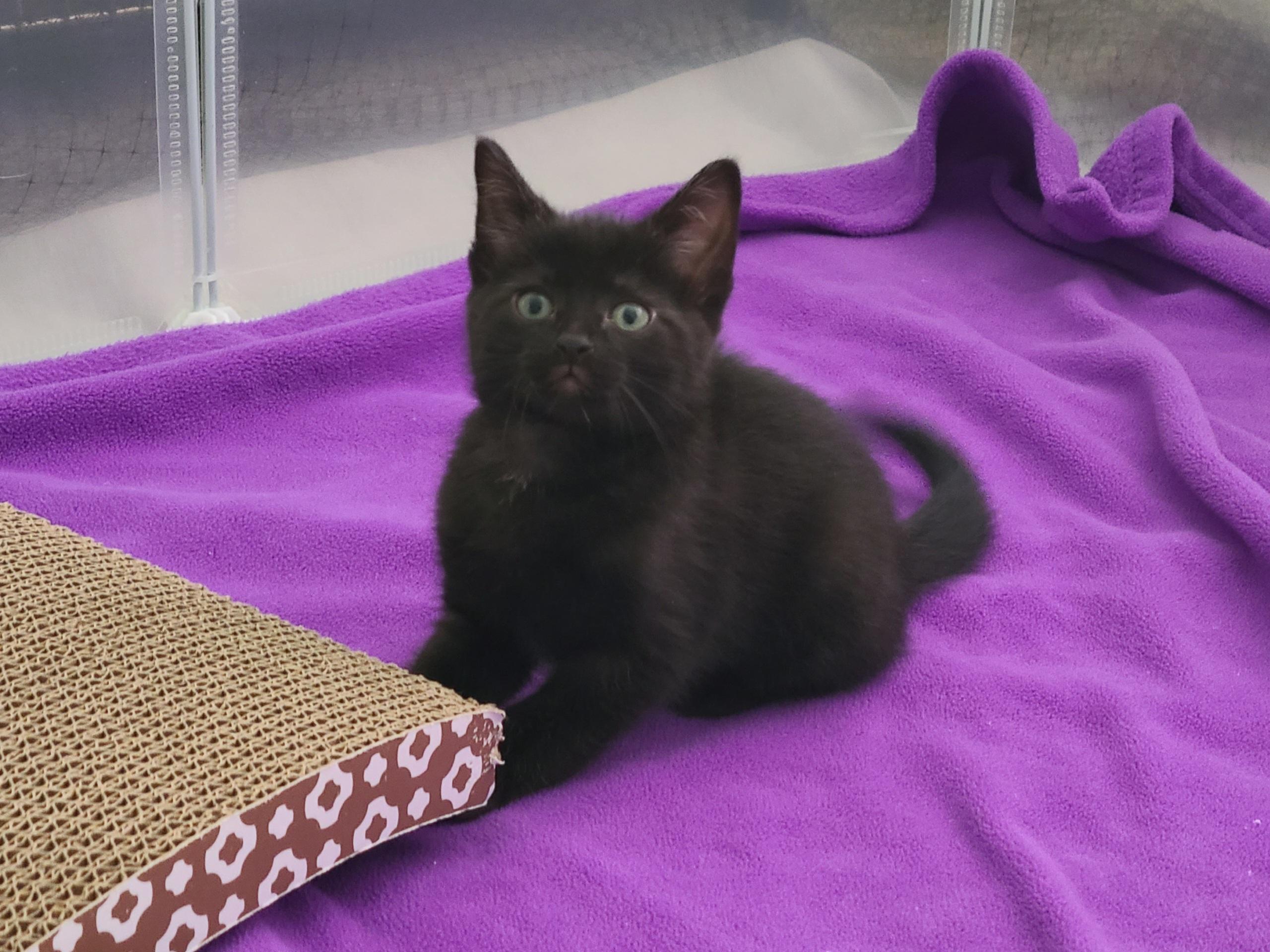 Abracadabra, a ADOPTABLE Domestic Short Hair in Milwaukee, WI image 3/6