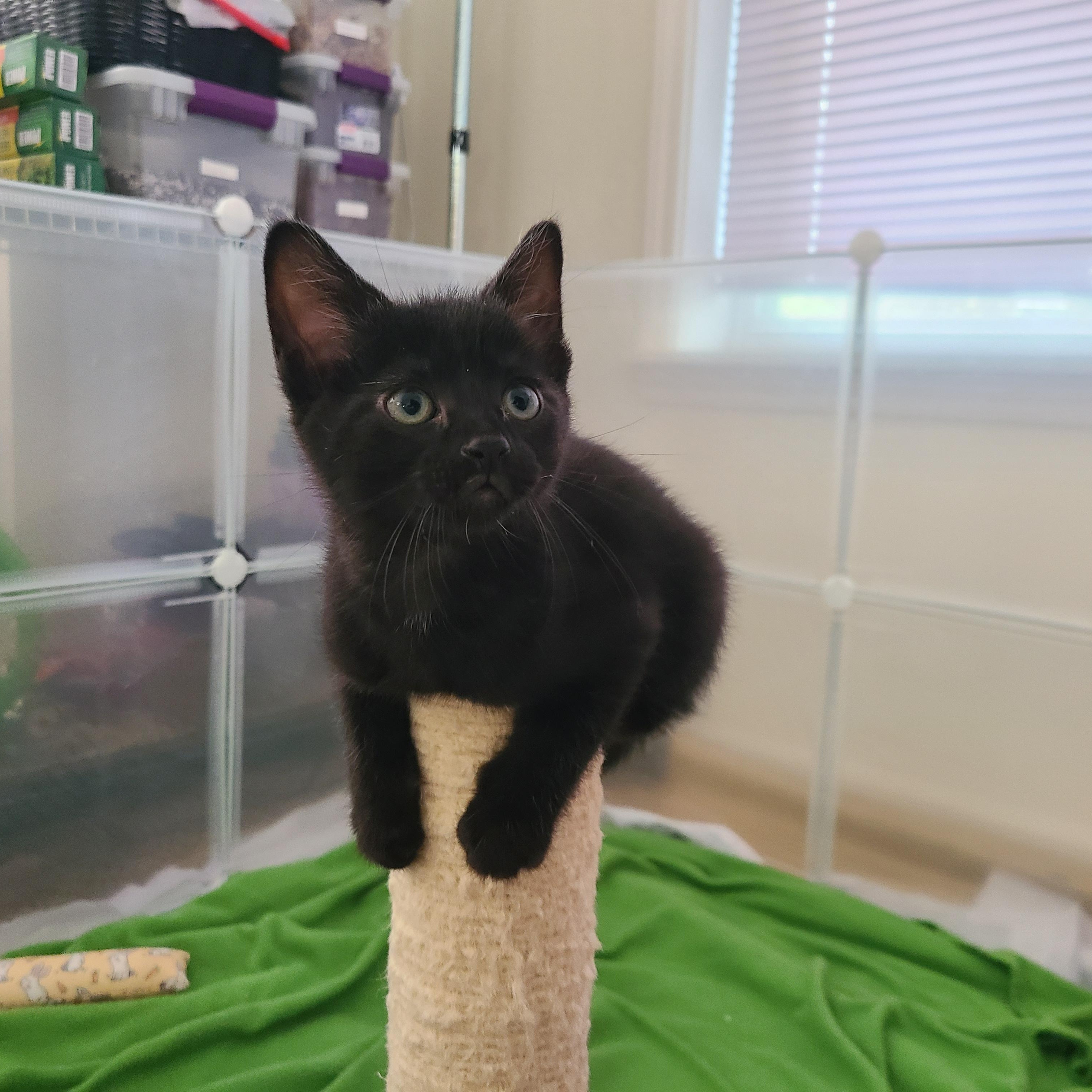 Abracadabra, a ADOPTABLE Domestic Short Hair in Milwaukee, WI image 1/6